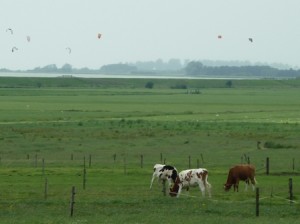 Kuh und Kite...