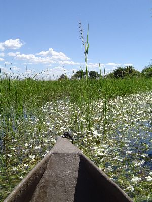 mit dem Mokoro durchs Delta