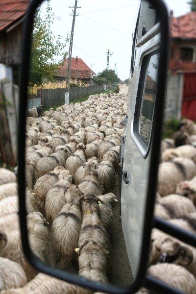 Umzingelt von einem Wanderteppich