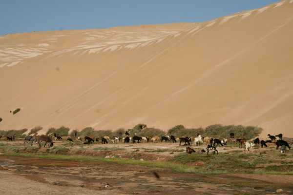 Ziegenherde im Wadi